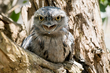 the tawny frogmouth has its mouth wide open and so are his yellow eyes