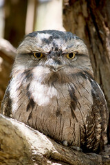 the tawny frogmouth hides in plain sight looking like part of the tree
