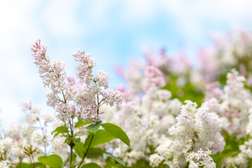 Lush spring blooming. Blurred background for text with bloom light pink lilac branch in foreground.