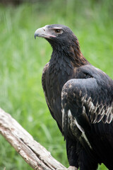 this is a side view of a wedge tailed eagle