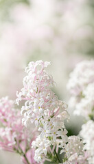 Obraz premium Gentle blooming light pink spring lilac branch on blurred background. Copy space. Vertical format.