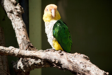 the white bellied caique is perched on a tree
