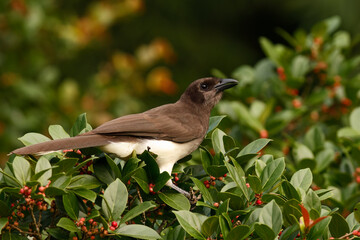 Brown Jay
