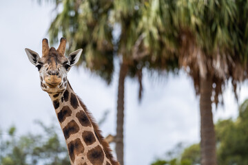 Giraffe eating grass and leaves. Giraffe looking in a zoo. Tall giraffe