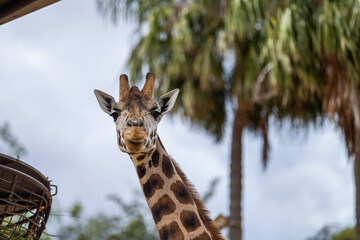 Giraffe eating grass and leaves. Giraffe looking in a zoo. Tall giraffe