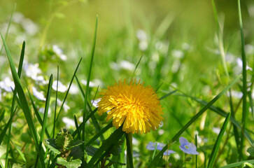  Yellow blooming dandelion (Taraxacum officinale) plant  grow under the sun in green grass . Closeup photo outdoors .Free copy space