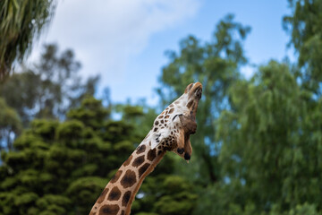 Giraffe eating grass and leaves. Giraffe looking in a zoo. Tall giraffe