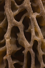 Morel's porous and wavy surface