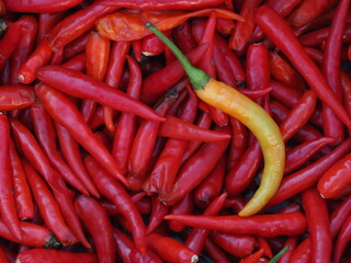 A pile of red hot spicy chili peppers with an outstanding yellow hot spicy chili pepper.