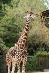 Giraffe eating grass and leaves. Giraffe looking in a zoo. Tall giraffe