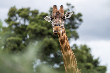 Giraffe eating grass and leaves. Giraffe looking in a zoo. Tall giraffe