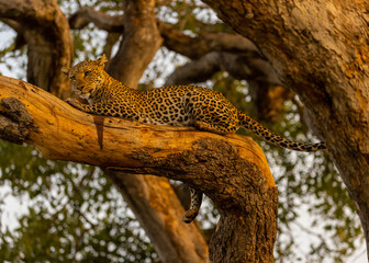 Fototapeta na wymiar leopard resting on tree