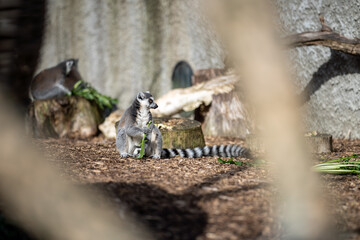 Lemurs from madagascar, In a zoo. madagascar Sitting eating 