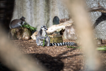 Lemurs from madagascar, In a zoo. madagascar Sitting eating 