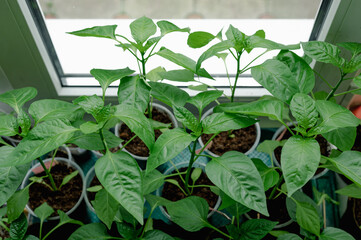 Pepper sprouts