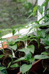 Pepper sprouts