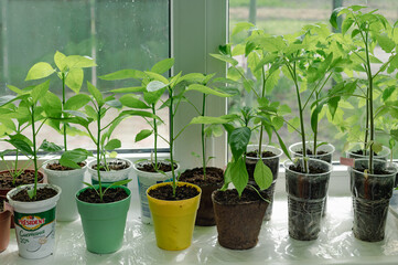 Pepper sprouts