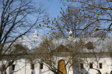 Lilac bush on a blurry background Novodevichy Monastery in early spring. Moscow. Russia