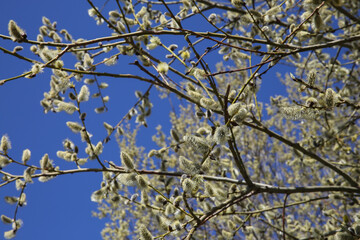 Branches of a flowering willow on a blue sky background