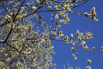 Branches of a flowering willow on a blue sky background
