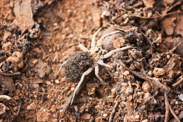 Mamá araña