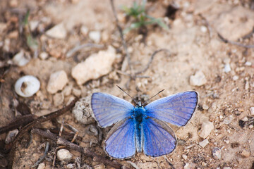 Mariposa azul, mediterraneo