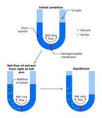 osmotic pressure osmosis reverse solvent solute solution net flow particle semipermeable membrane manometer diagram physics physical chemistry