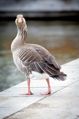 duck in a lake looking to the camera