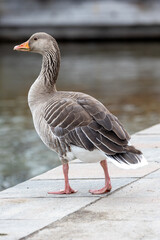 beautiful duck in a lake