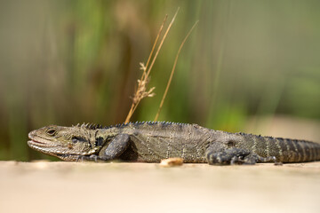 Tasmanian blue tongue lizard close up on hike