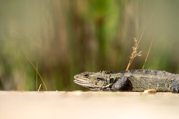 Tasmanian blue tongue lizard close up on hike