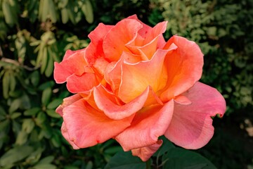 red rose in garden