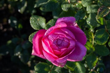 red rose with water drops
