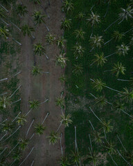 Aerial drone top down shot of palm tree forest in Hawaii