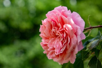 pink rose flower