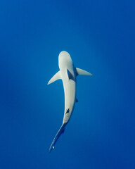 Underwater Top Down of shark swimming in Hawaii