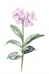 Fototapeta na wymiar Watercolor pink flower