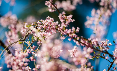poland, arboretum, kudypy, nature, garden, aprk, springs, flowers, meadow, flora