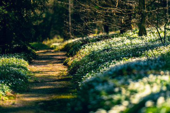 poland, arboretum, kudypy, nature, garden, aprk, springs, flowers, meadow, flora