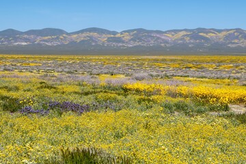Fototapeta premium Fields and hillsides with colorful wildflower super bloom in Carrizo Plains National Monument in April 2023