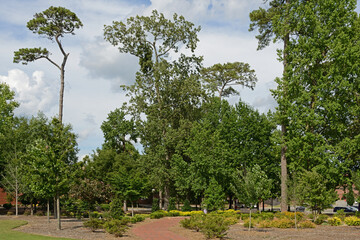 East Carolina University (ECU), public research university in Greenville, North Carolina. Beautiful Old Park