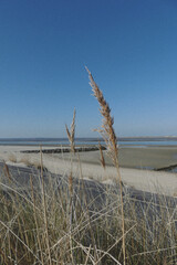 Dunes in the wind, on a sunny day in utersum