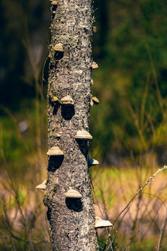 poland, arboretum, kudypy, nature, garden, aprk, springs, flowers, meadow, flora