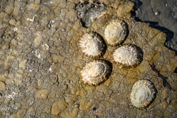 limpets on rocks in the ocean on a beach in australia