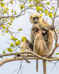 Mom Langoor with its Juvenile
