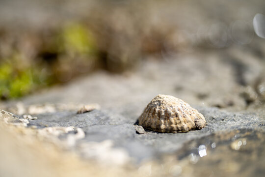 limpets on rocks in the ocean on a beach in australia