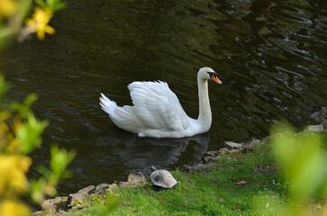 Swan and turtle in the spring park. White mute swan peacefully swims in the pond and turtle relax on the grass near the water.