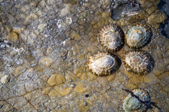 limpets on rocks in the ocean on a beach in australia
