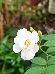 white rose bush