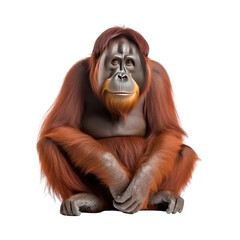 Orangutan isolated on white background - obrazy, fototapety, plakaty
